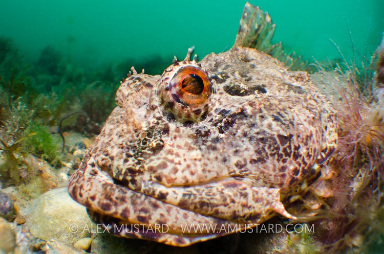 Scorpionfish Portrait. West Sussex, UK.
