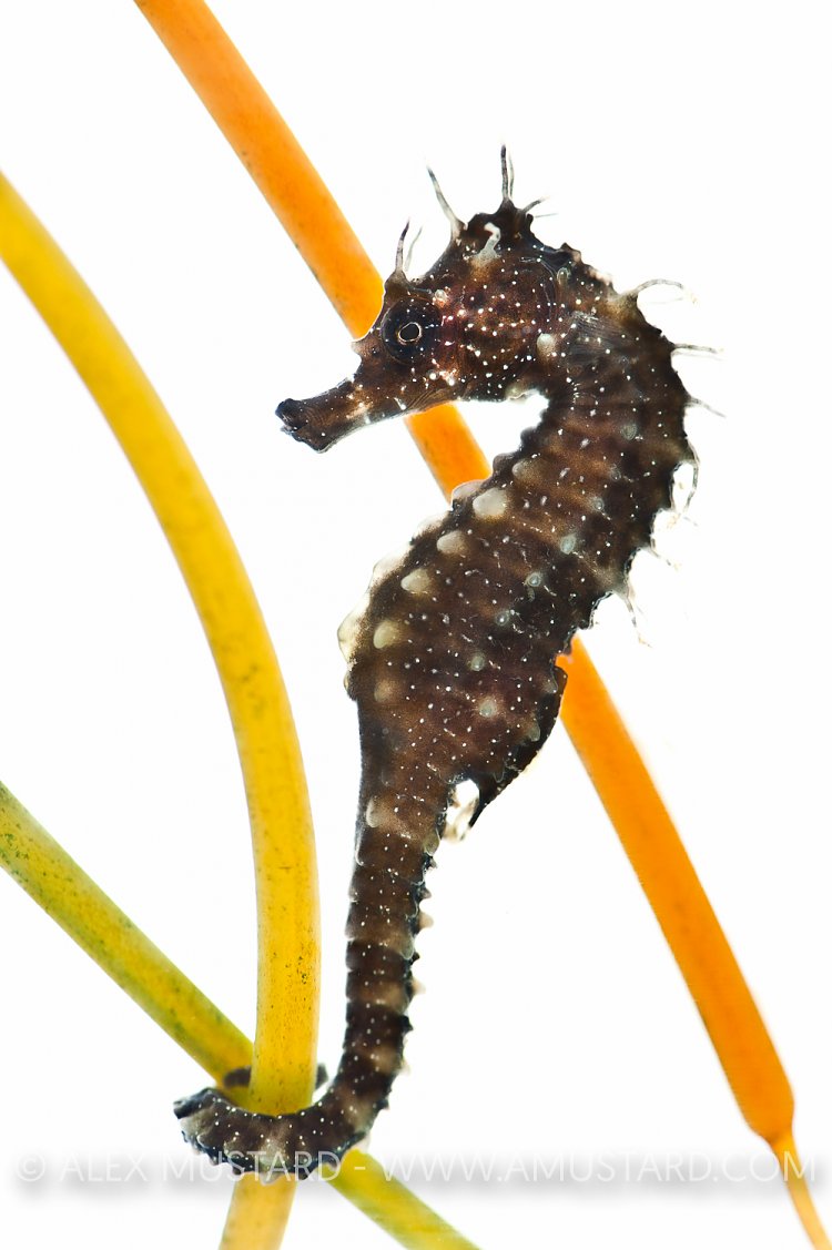 Spiny Seahorse In Aquarium. Dorset, UK.