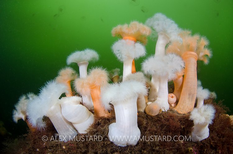 Plumose Anemones. Loch Long, Scotland.
