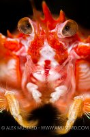 Long-Clawed Squat Lobster. Scotland.