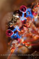 Spiny Squat Lobster. Scotland, UK.
