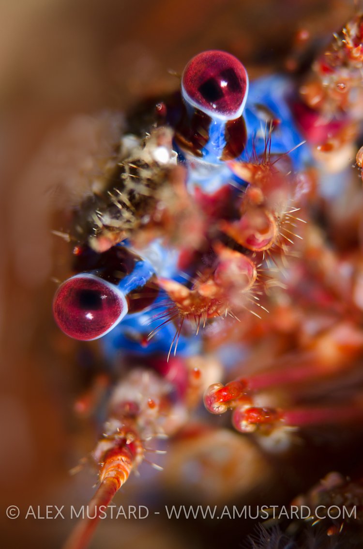 Spiny Squat Lobster. Scotland, UK.