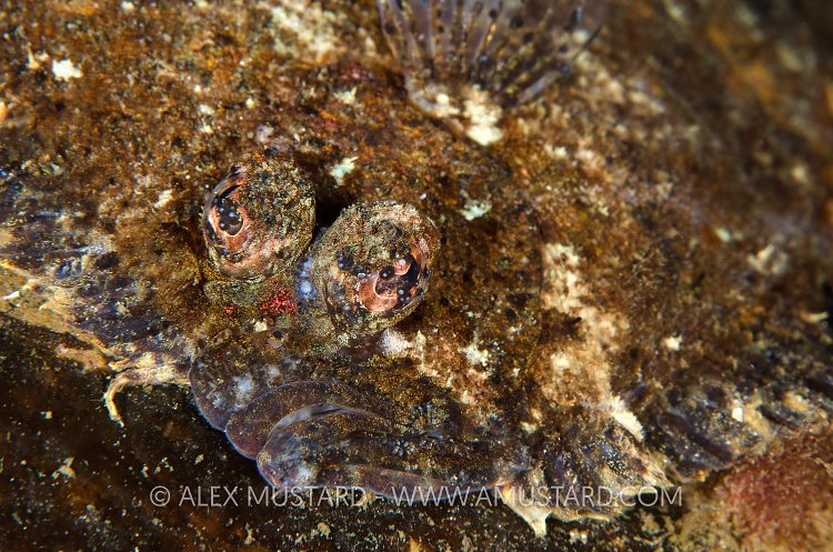 Topknot Camouflage. Scotland, UK