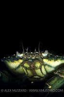 Shore Crab Portrait. Scotland.
