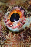 Scorpionfish Eye. Loch Fyne. Scotland.