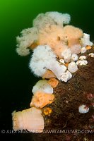 Plumose Anemones. Scotland, UK.