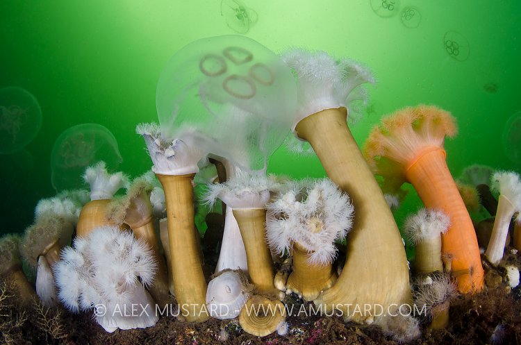 Anemones Feeding On Jelly. Scotland, UK.