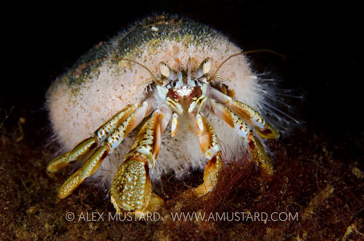 Strange Relationships. Something Borrowed, Something New. Scotla