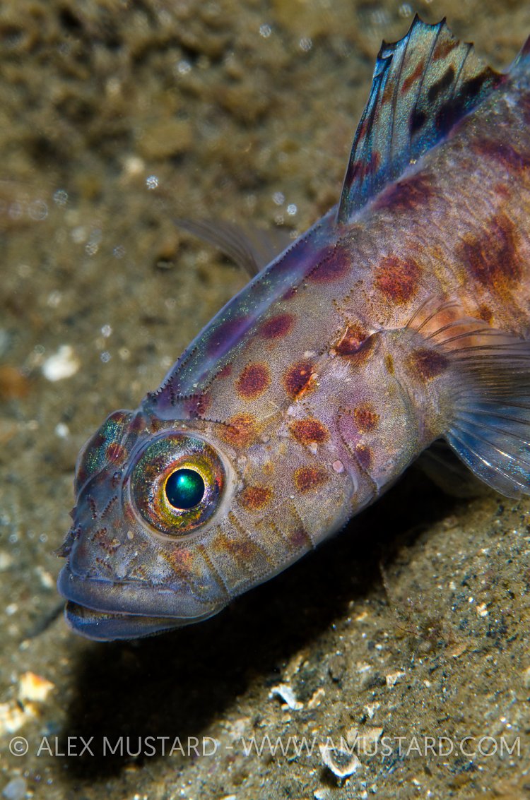 Leopard Spotted Goby. Scotland, UK.