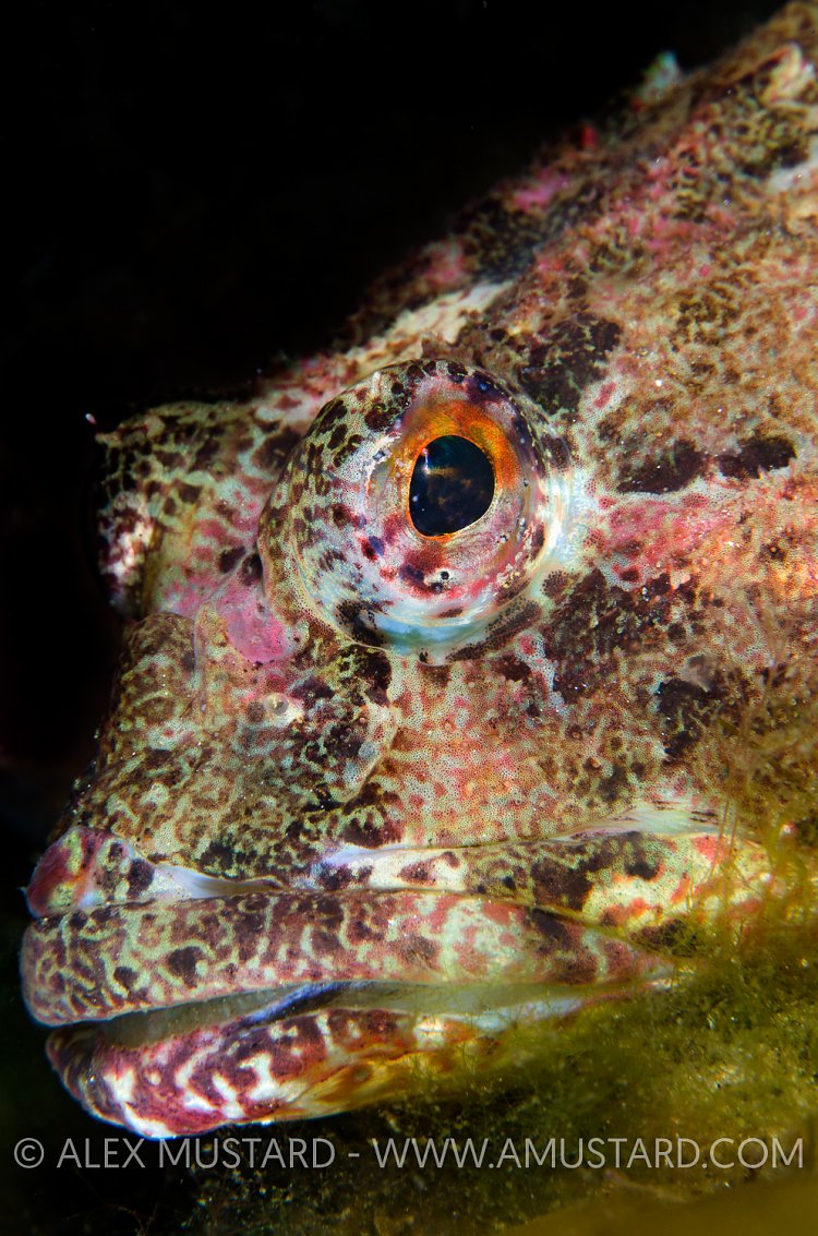 Scorpionfish portrait. Loch Fyne, Scotland, UK.