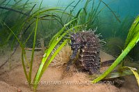 Spiny Seahorse In Seagrass. Dorset, UK.