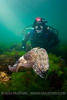 Diver with Cuttlefish, Devon, England.