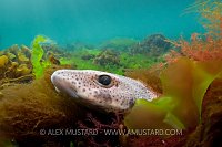 Dogfish In Seaweed. Devon, UK.