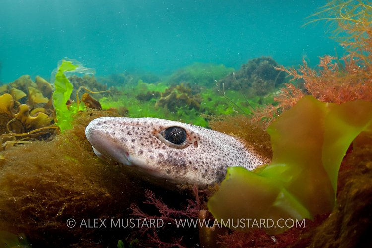 Dogfish In Seaweed. Devon, UK.