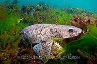 Dogfish In Sea Weed. Devon, UK
