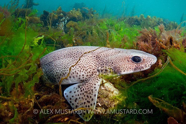 Dogfish In Sea Weed. Devon, UK