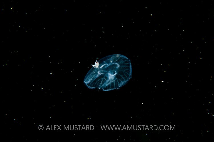 Hitchhiking Amphipod On Moon Jelly, Scotland.