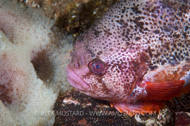 Male Lumpsucker With Eggs. St Abbs, Scotland, UK.
