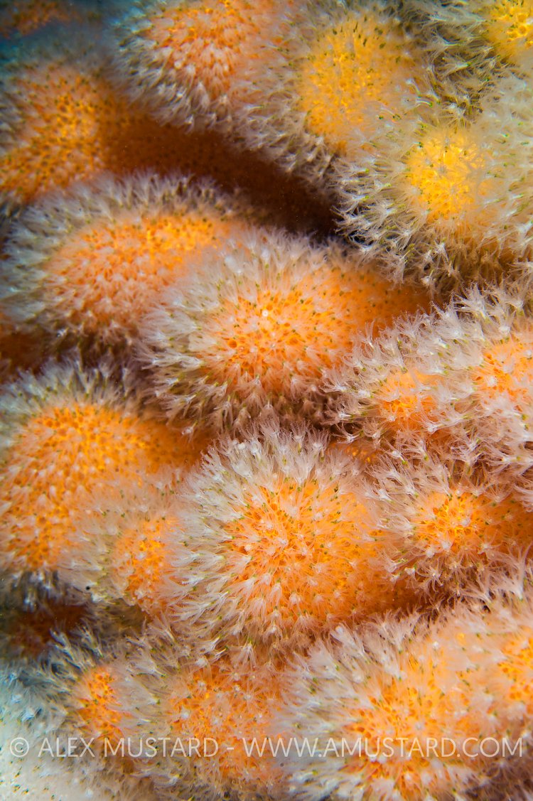 Dead Man's Fingers. St Abbs, Scotland, UK.