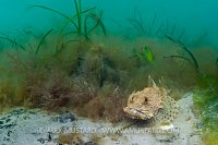 Scorpionfish Habitat. Dorset, UK.