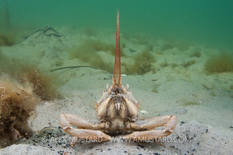 Masked Crab Portrait. Dorset, UK