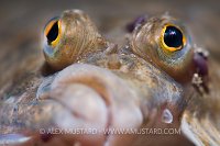 Eyes Of A Dab. Dorset, UK