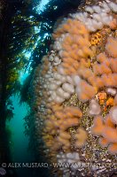 Dead Man's Fingers. Scotland, UK.