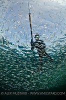 Spearfisherman. Rosehearty, Scotland. UK