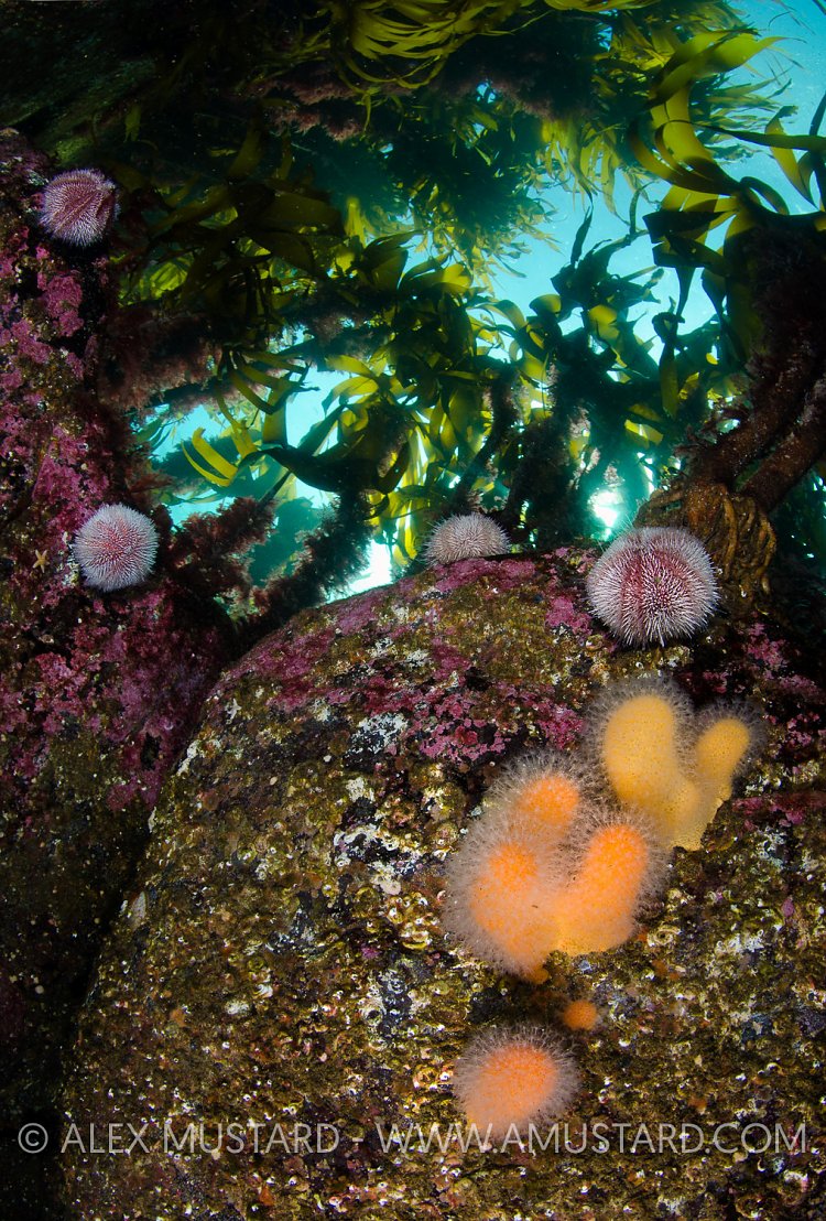 British Reef Scene. Scotland, UK.