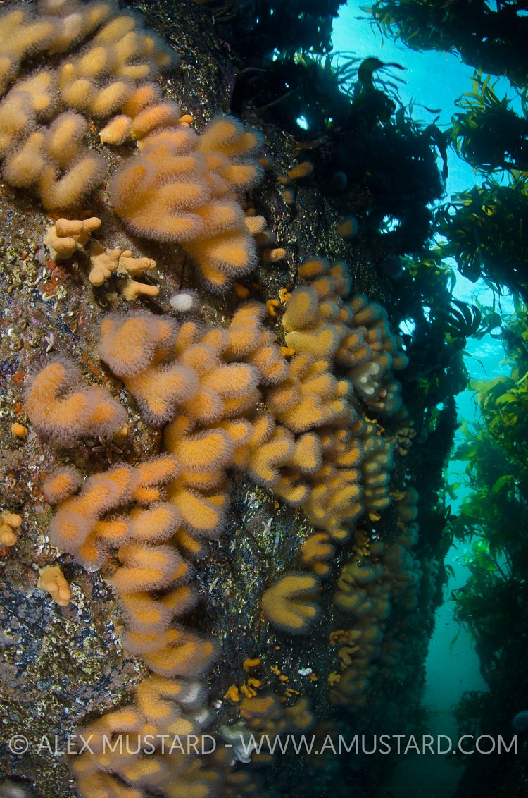 Dead Man's Fingers. Rosehearty, Scotland, UK.
