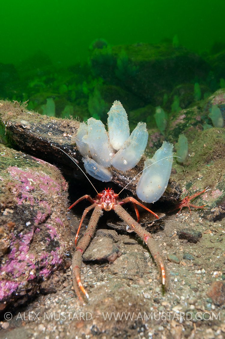 Long-clawed Squat Lobster On Reef. Loch Fyne, Scotland. UK.