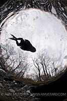 Toad swimming across river. Scotland