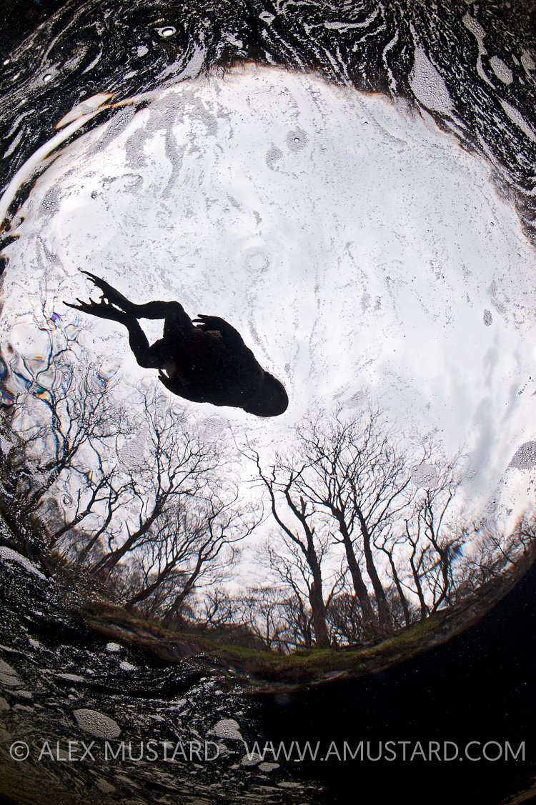 Toad swimming across river. Scotland