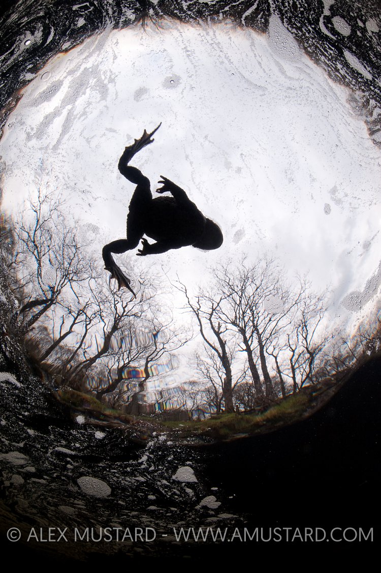 Toad In The Hole. River Orchy, Scotland.