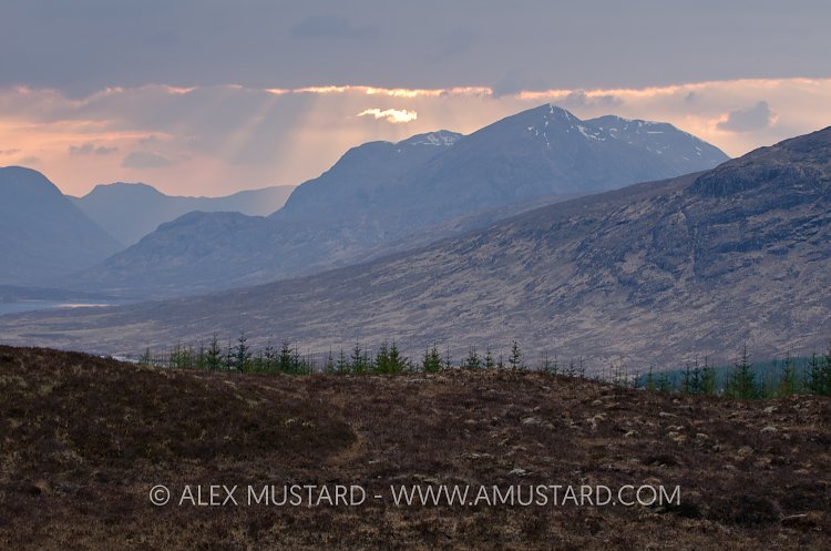 Highland Landscape With Pines. Scotland, UK.