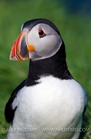 Puffin portrait, Shetland, UK