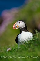 Puffin On Cliffs. Shetland, UK.