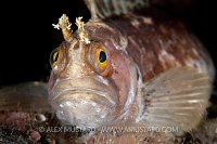 Yarrell's Blenny. Loch Carron, Scotland.