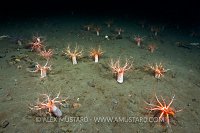 Seacucumber Forest. Scotland, UK.