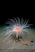 Fireworks Anemone. Loch Duich, Scotland.