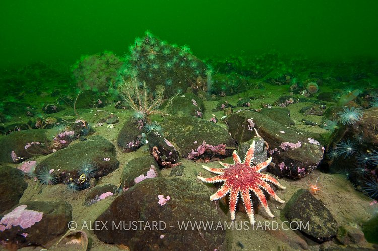 Sunstar Reef Scene. Scotland, UK