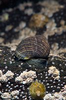 Edible Periwinkle. Scotland, UK.