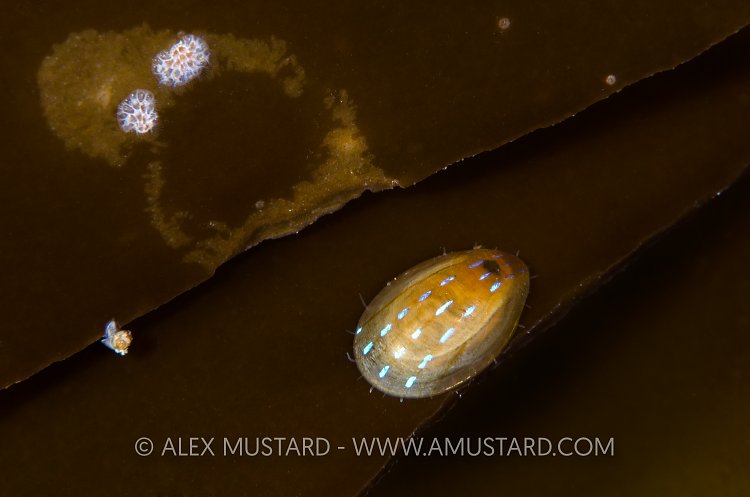 Blue-Rayed Limpet. Shetland, UK