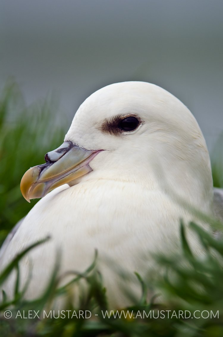 Fulmar Close Up. Shetland Islands.