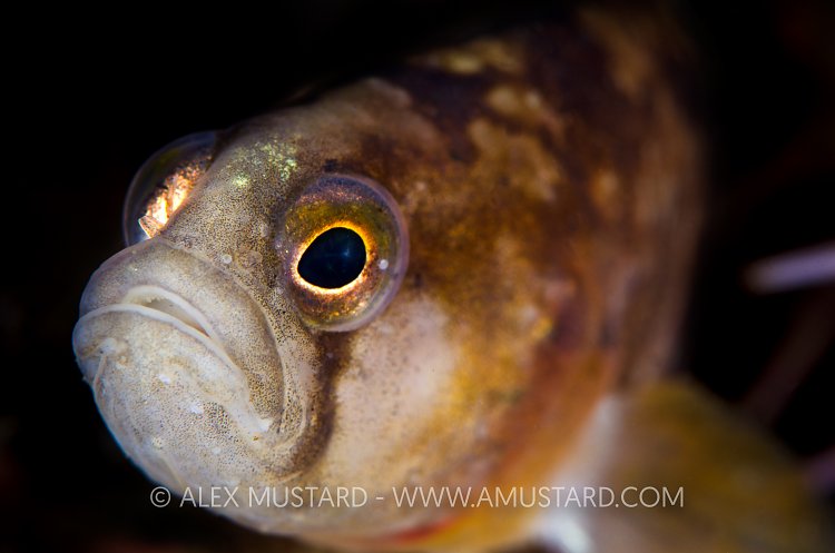 Butterfish, Loch Carron, Scotland, UK.