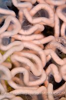 Nudibranch Eggs, Loch Carron, Scotland.
