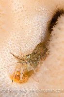 Prawn In Soft Coral. Scotland.