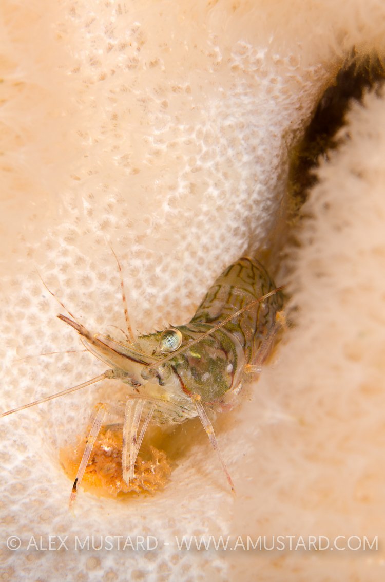Prawn In Soft Coral. Scotland.