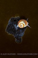 Flat Periwinkle Feeding. Loch Carron, Scotland, UK