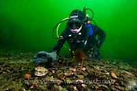 Diver Collecting Scallops. Loch Carron, Scotland.
